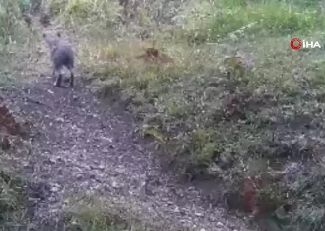 Bolu’da Yaban Hayatı Fotokapanlarda