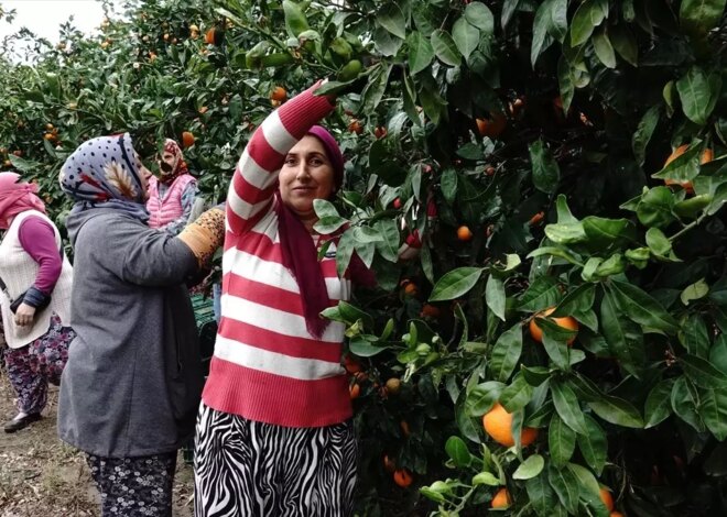 Havran Mandalinasında 20 Bin Ton Rekolte Bekleniyor