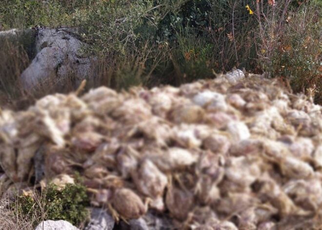 Tarsus’ta boş arazide yüzlerce ölü tavuk bulundu: İnceleme başlatıldı