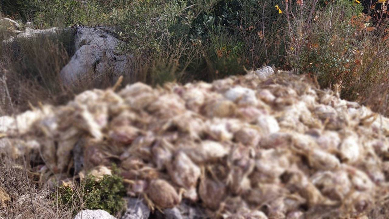 Tarsus’ta boş arazide yüzlerce ölü tavuk bulundu: İnceleme başlatıldı