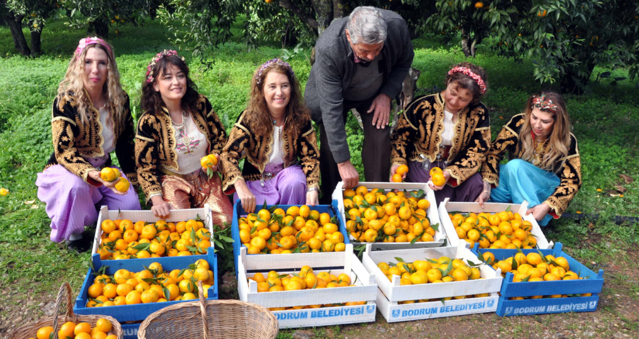 Belediye üreticiden alacağı 50 ton mandalini halka ücretsiz dağıtacak