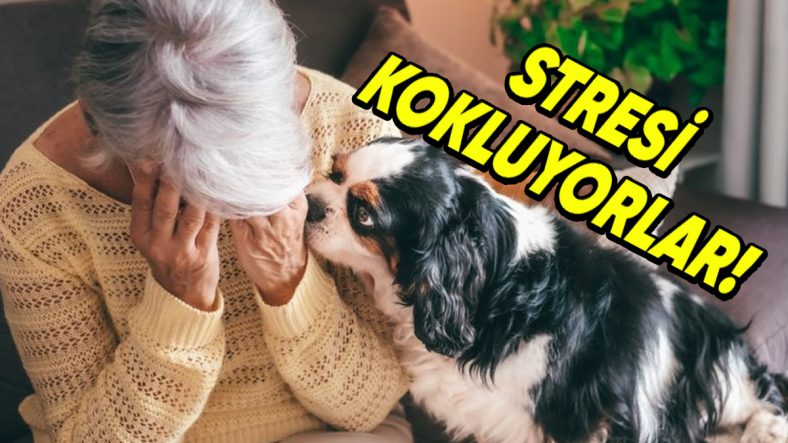 Köpekler Nasıl Oluyor da Sahiplerinin Stresini Koklayabiliyor? Üstelik Kaygıyı Sezdiklerinde İştahtan da Kesiliyorlar!