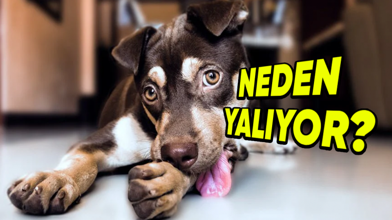 Köpeklerin, Kendilerini Sık Sık Yalamalarının Arkasında Hangi Sebepler Var? (Tek Nedeni, Temizlik Değil!)