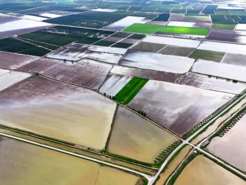 Adana’da Aşırı Yağış Tarımı Olumsuz Etkiledi