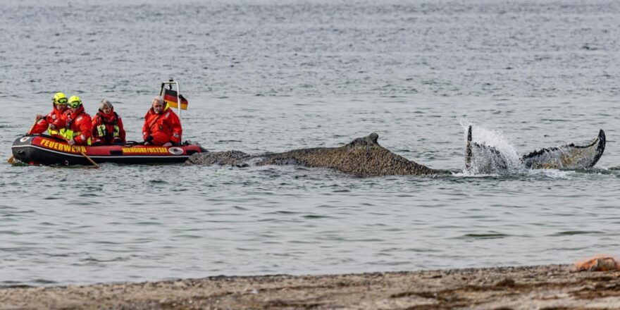 Ara ara başını kaldırıyor, nefes alıyor! Ölümle burun buruna