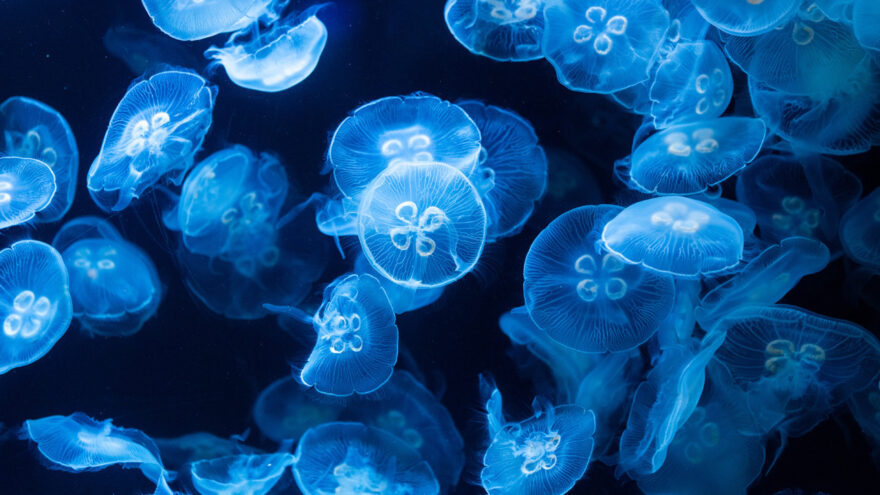 Gelmiş geçmiş en tuhaf uzay deneyi: 60 bin denizanasını uzaya yollarsanız ne olur?