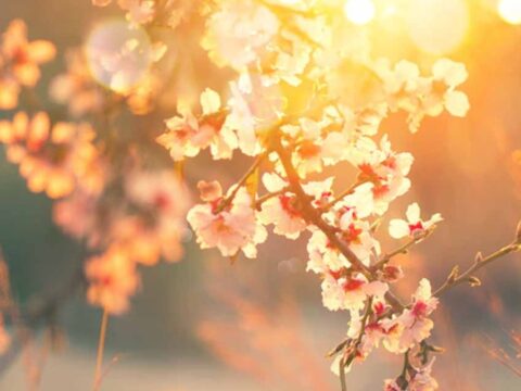 Bu çiçek borsayı tahmin ediyor: Büyük ralli kapıda