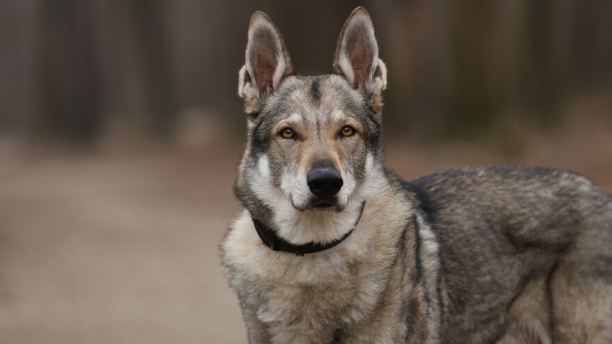 En eski köpek DNA’sı Türkiye’de bulundu. 16 bin yıllık dostluk