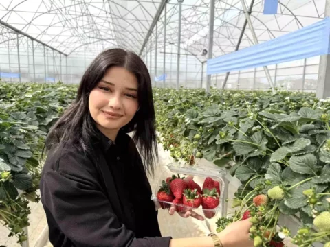 Tarsus’ta Topraksız Tarım Uygulaması ile İlk Çilek Hasadı Gerçekleştirildi