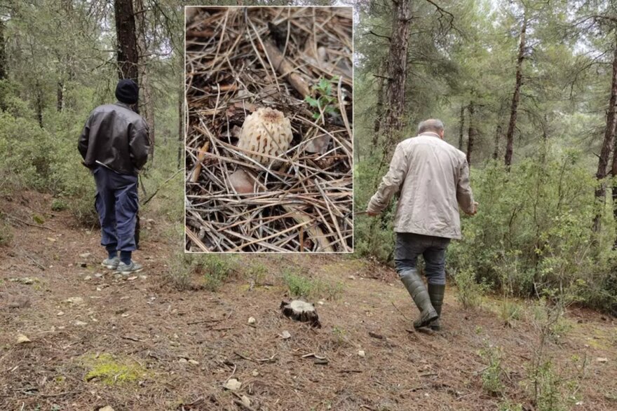 Köylüler dağ tepe onu arıyor: Altın bulmuş gibi seviniyoruz