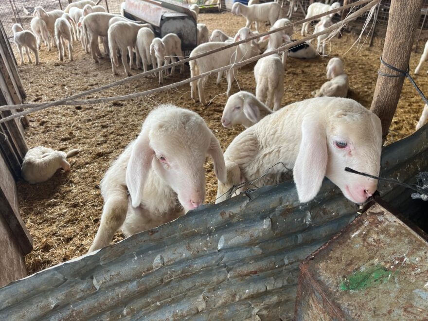 Kurbanlık pazarlıkları başladı, fiyatlardaki yükseliş dikkat çekti