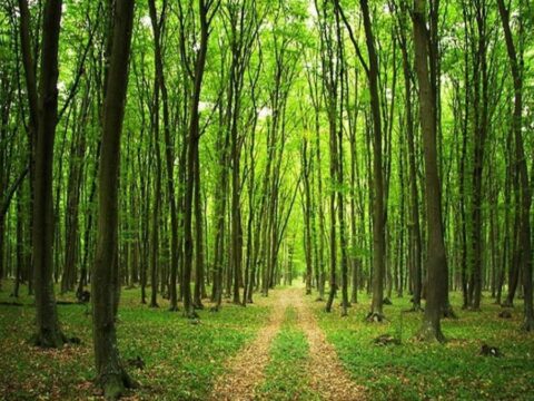 Ormanlara 3 koldan hançer