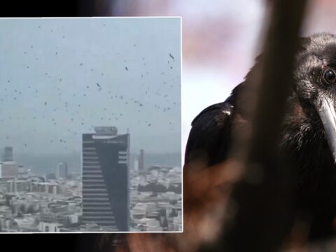 Tel Aviv’de gökyüzünü kargalar kapladı. Uğursuzluk saydılar