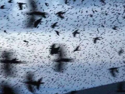 Tel Aviv’de karga istilası! Gökyüzü simsiyah oldu