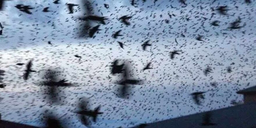Tel Aviv’de karga istilası! Gökyüzü simsiyah oldu