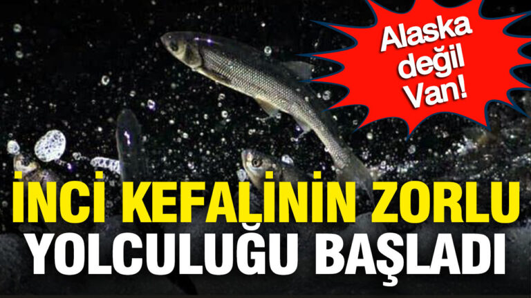alaska-degil-van-inci-kefallerinin-zor-yolculugu-basladi-1RIZe1Zz.jpg
