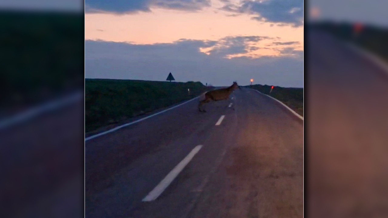 Ankara’da nadir görüntü: Yaban geyik sürüsü Beypazarı yolunda görüldü