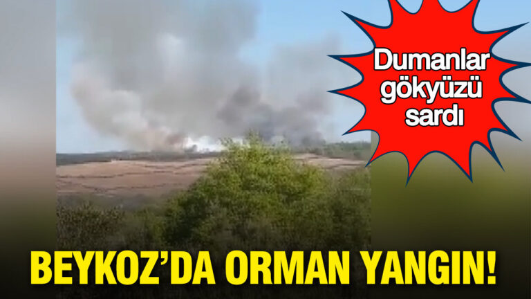 bir-kivilcim-yetti-beykozda-orman-yangin-GApExygX.jpg