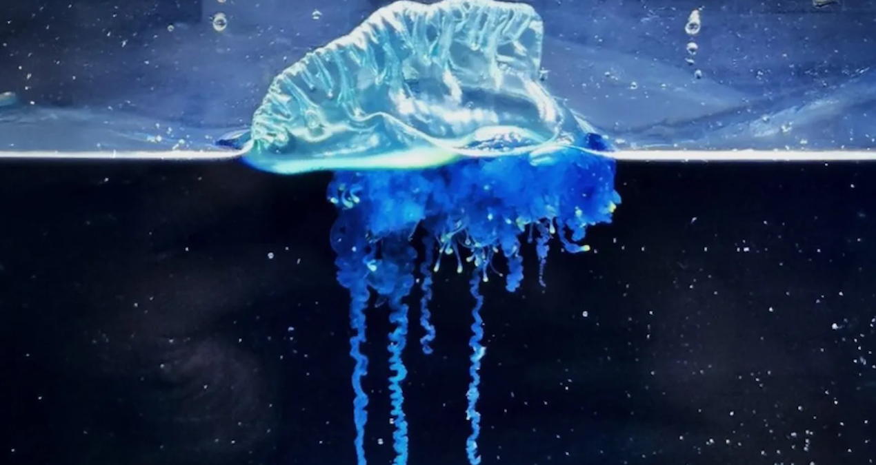 Bu yaz suya girmek imkansız olacak: Dokunanı mahveden canavar suda saklanıyor