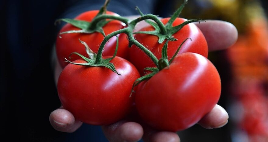 Domates ihracatında güçlü başlangıç: İlk çeyrekte 180 milyon doları aştı