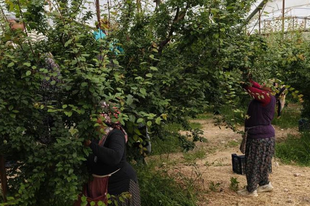 Hasadı başladı, fiyatı 200 TL’ye kadar düştü