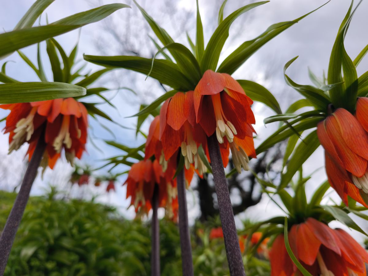 Koparmanın 700 bin lira cezasının olduğu ‘ters lale’ için Sason’a ziyaretçi akını