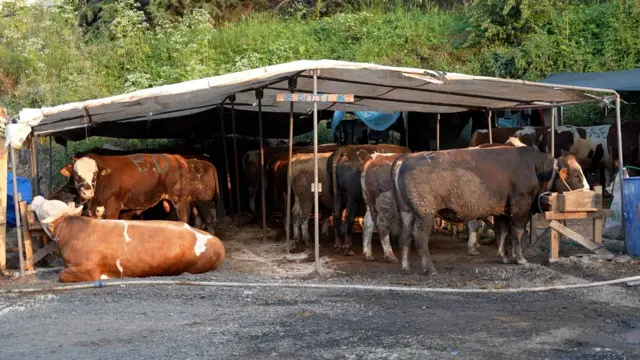 Bursa’da Kurban Hareketliliği: Dev Boğa “Paşa” Bir Servet Değerinde!