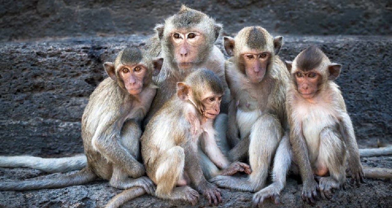 Maymunların turistlerle imtihanı: Toprak yemeye başladılar