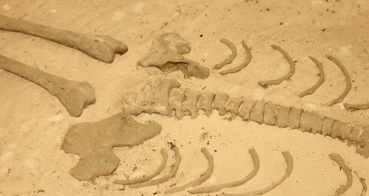 Mezarı açıp DNA analizi yaptılar, insanlığın en büyük gizemlerinden birini çözdüler