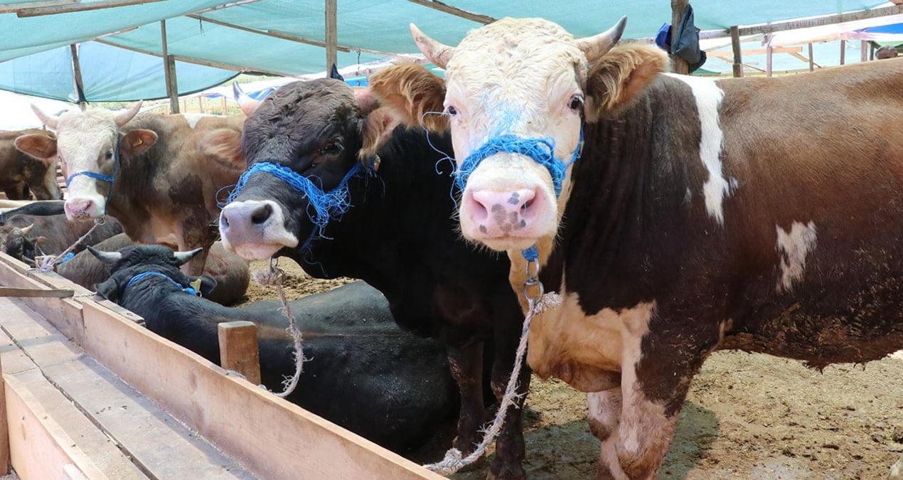 Resmi açıklama yapıldı: Trakya’ya kurbanlık hayvan sokulmayacak