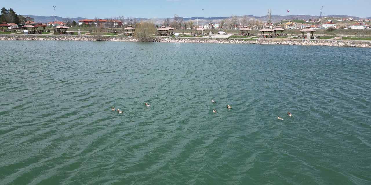 Sivas’ta ilk defa 8 tane birden görüntülendi: Sevinçle karşıladılar