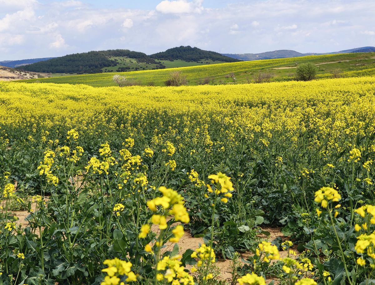 Trakya’nın ‘sarı altın çiçeği’ kanola ile tarlalar renklendi