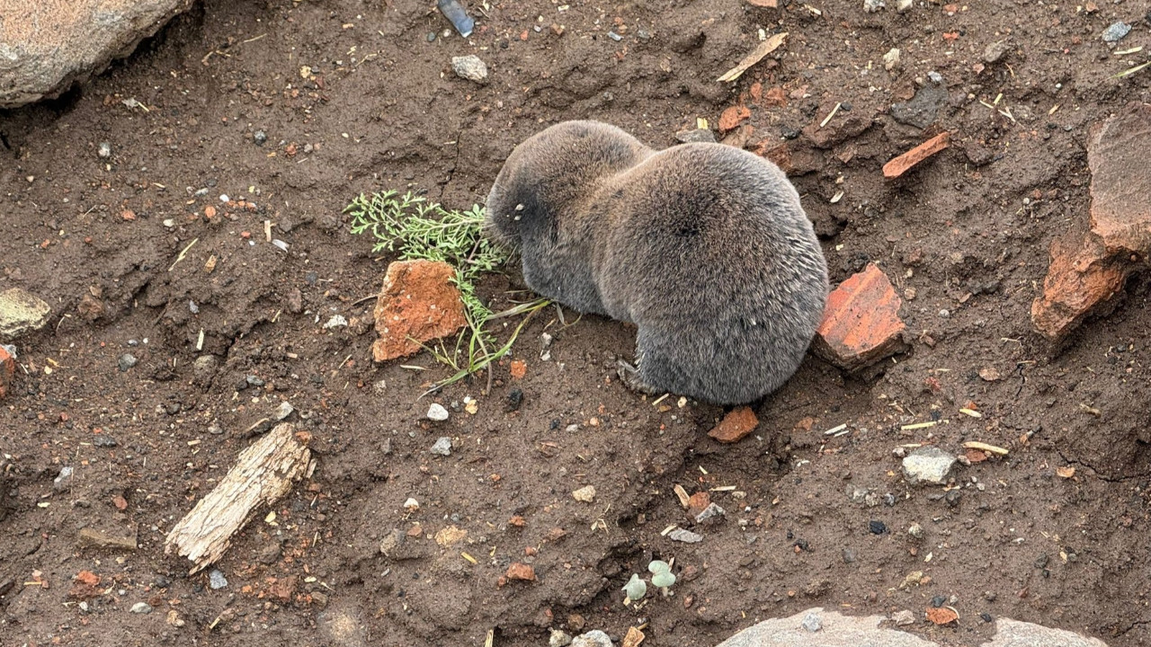 Yağışlar yuvalarını bastı, kör fareler yüzeye çıktı