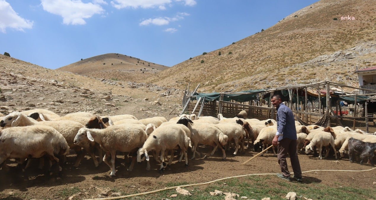 150-bin-liralik-maasi-begenmiyorlardi-besicilerin-yeni-coban-formulu-piyasayi-karistirdi-v42tW2Jq.jpg