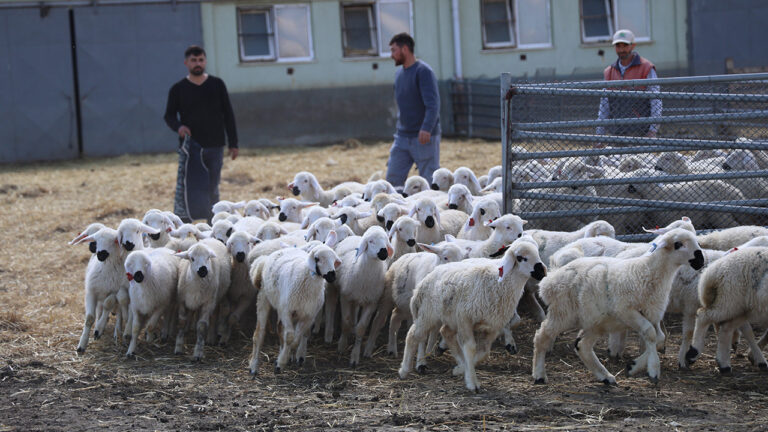 annelerini-bulmak-icin-tek-tek-kokladilar-TQyglI33.jpg