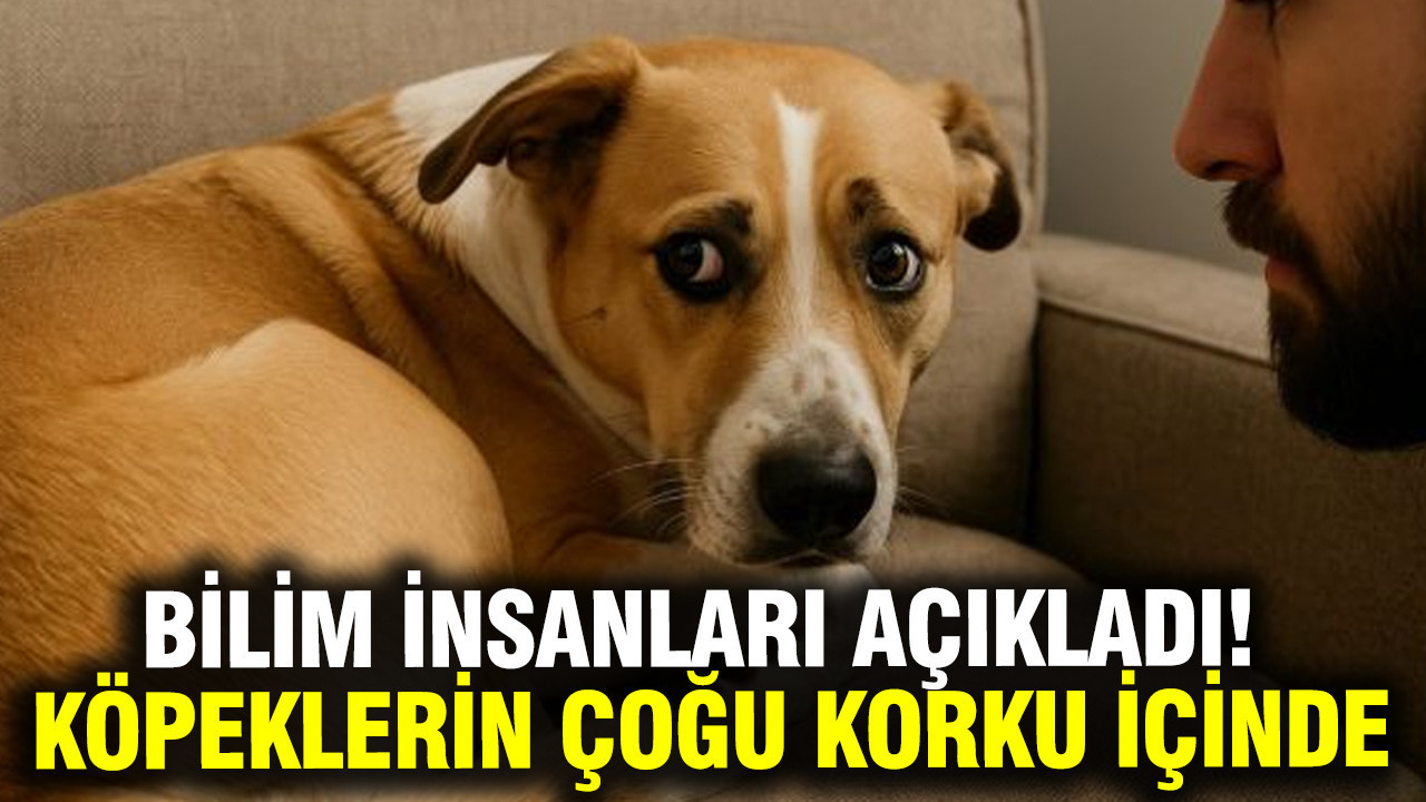 arastirma-kopeklerin-yuzde-84u-gunluk-hayatta-korku-ve-kaygi-yasiyor-fQQ2c6as.jpg