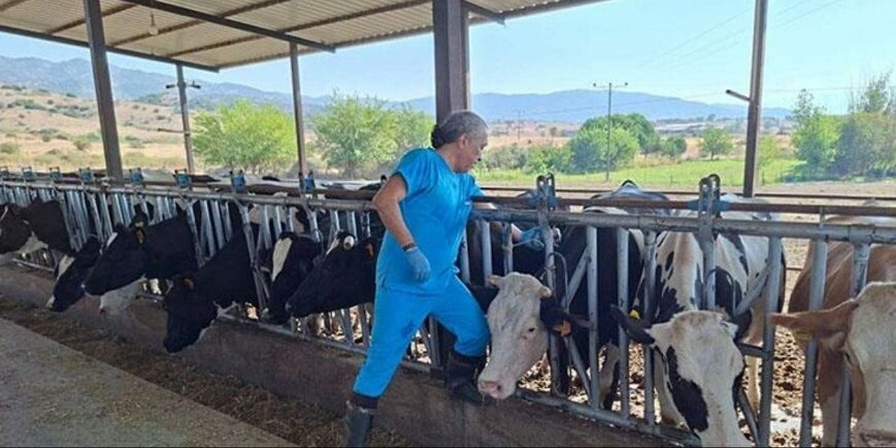 Aydın'da 17 Mahallede Şap Hastalığı Nedeniyle Karantina Uygulaması Başlatıldı