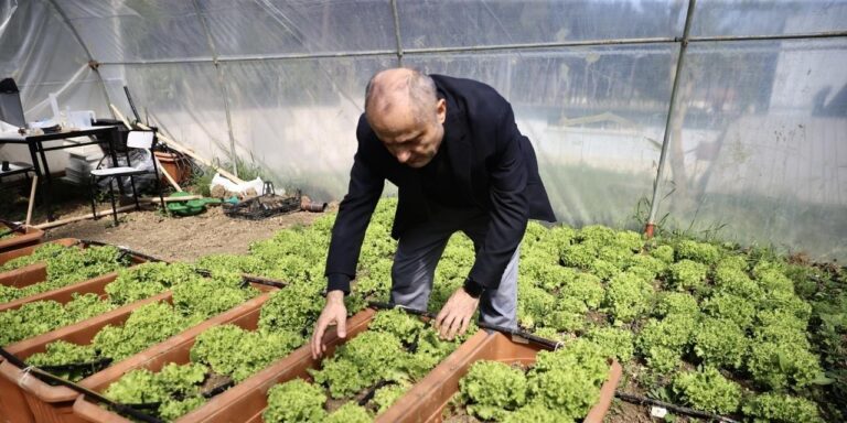 denizden-toplanan-copten-gubre-yaptilar-simdi-marul-ve-cilek-uretiyorlar-9Wfe3jzG.jpg