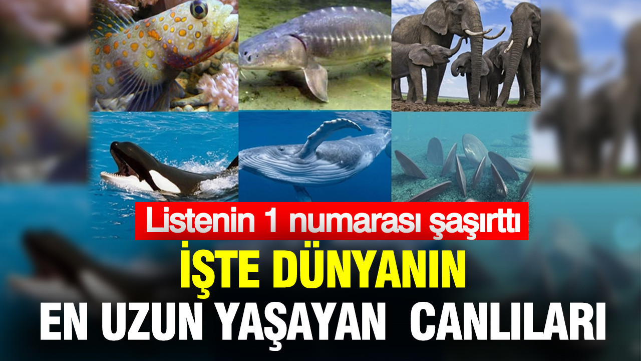 dunyanin-en-uzun-yasayan-canlilari-belli-oldu-listenin-1-numarasi-sasirtti-iBTs9yln.jpg
