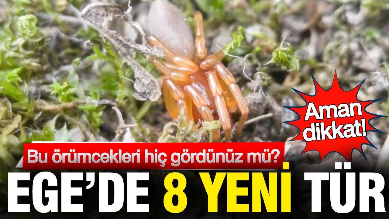 egede-8-yeni-orumcek-turu-dFJYaYvF.jpg