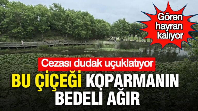 goren-hayran-kaliyor-bu-cicegi-koparmanin-bedeli-agir-cezasi-dudak-ucuklatiyor-VxAdBxLF.jpg