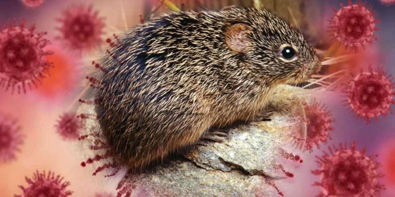 hantavirus-isvicreye-kadar-ulasti-bir-vaka-daha-dogrulandi-wQNljRIW.jpg