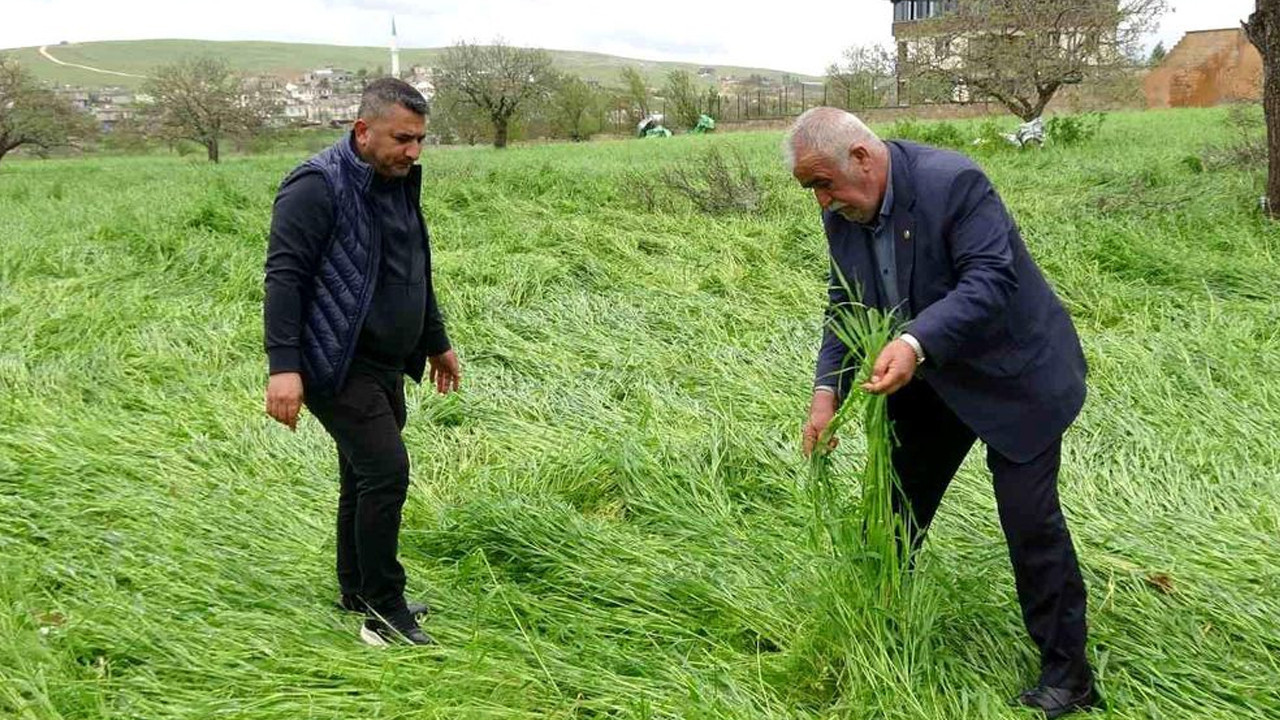 hububati-super-hucre-vurdu-binlerce-arazi-zarar-gordu-b5T7UJ3P.jpg