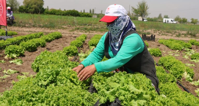 igdirda-yilin-ilk-hasadi-marul-tarlalarinda-yapildi-z1pqHaJx.jpg