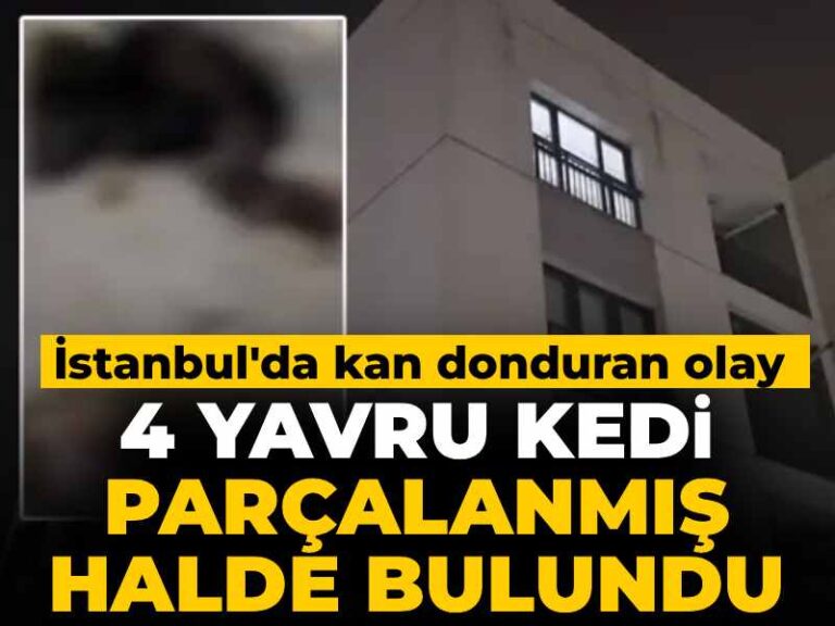 istanbulda-kan-donduran-olay-4-yavru-kedi-parcalanmis-halde-bulundu-OgrKOji6.jpg