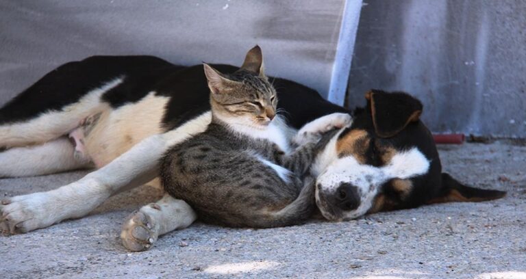 kedi-ve-kopeklerde-akraba-ciftlesmesi-yasaklandi-tHHHy8XT.jpg
