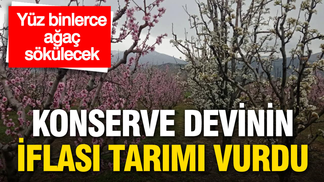 konserve-devinin-iflasi-tarimi-vurdu-yuz-binlerce-agac-sokulecek-DGdEXptq.jpg
