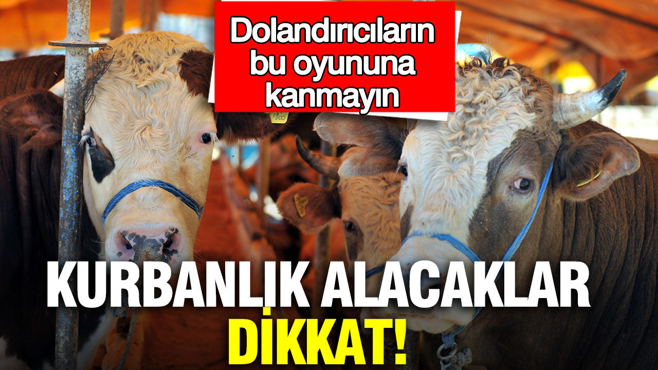 kurbanlik-alacaklar-dikkat-dolandiricilarin-bu-oyununa-kanmayin-KN6pPLk3.jpg