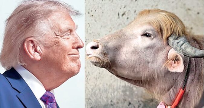 Mandayı Trump’a benzerliği kurtardı