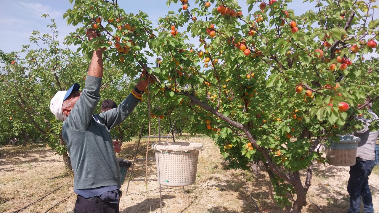 Mersin’de kayısı hasadı başladı: 300 bin ton hedef ihracat hedef